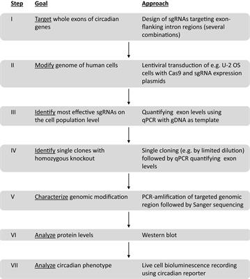 Generation of Human CRY1 and CRY2 Knockout Cells Using Duplex CRISPR/Cas9 Technology